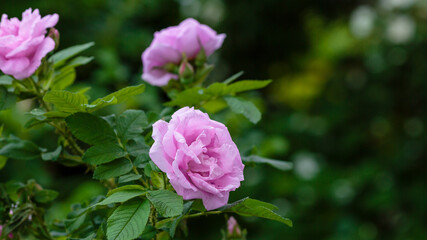 Lovely pink flowers of wild rose in the garden. Rose flowers on a natural background.