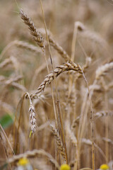 Ears of rye
