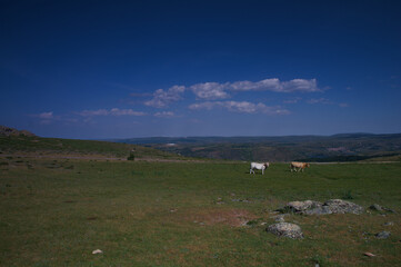 krajobraz góry natura rośliny widok wiosna © Piotr
