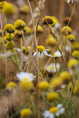 Pharmaceutical chamomile