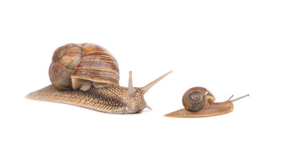 snail family isolated on white background