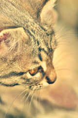 tabby kitten
