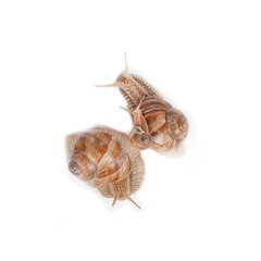 family of grape snails isolated on white background.