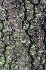 Tree bark closeup