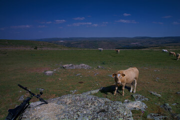 góry krajobraz zwierzęta krowy widok wiosna