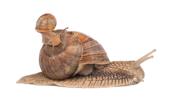 snail family isolated on white background closeup