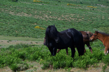 konie zwierzęta łąka pastwisko trawa zieleń rośliny - obrazy, fototapety, plakaty