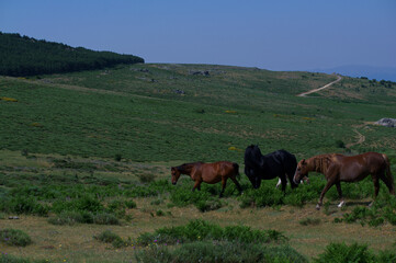 Fototapeta na wymiar konie zwierzęta łąka pastwisko trawa zieleń rośliny