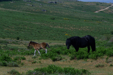konie zwierzęta łąka pastwisko trawa zieleń rośliny - obrazy, fototapety, plakaty