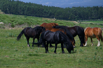 Naklejka na ściany i meble konie zwierzęta łąka pastwisko trawa zieleń rośliny