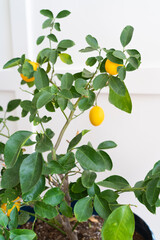 Indoor potted meyer lemon tree with ripe lemons against white wall