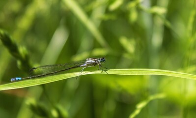 Blue-tailed dragonfly (Ischnura heterosticta)