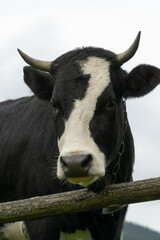 black and white cow behind the fence