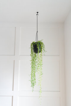 String of bananas in modern black hanging planter against board and batten accent wall