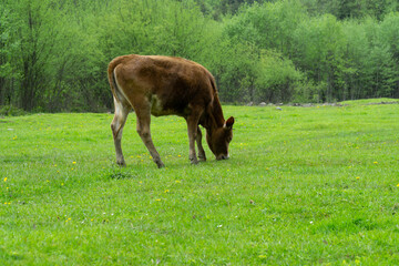 cow grazing on a green field