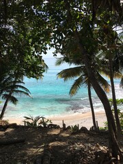 palm trees on the beach
