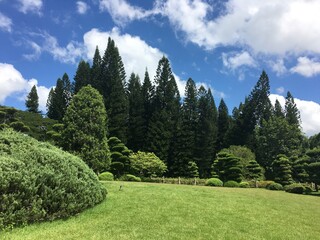 landscape with trees
