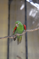 red and green parrot
