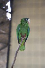 green winged macaw