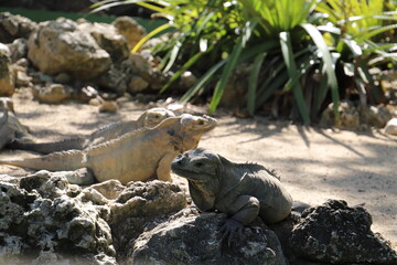 iguana on the beach
