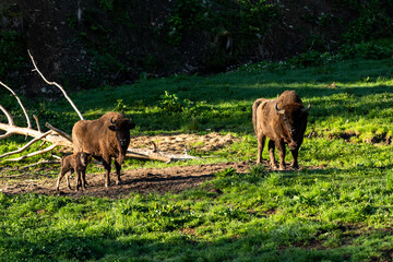 European bison (Bison bonasus) in Reserve at Muczne in Bieszczady Mountains, Poland with Young Calf...