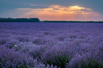 Fototapeta premium Beautiful view with a beautiful lavender field on sunset.