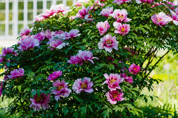 Fototapeta na wymiar Tree Peony, Paeonia suffruticosa, Yachiyo Tsubaki, a pink flowered fully double peony 