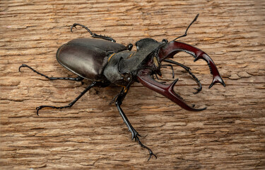 The male stag beetle sits on the background of a rough woody texture.