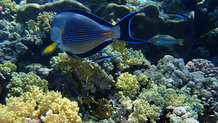 Sohal surgeonfish or sohal tang or arabian surgeonfish (Acanthurus sohal) undersea, Red Sea, Egypt, Sharm El Sheikh, Nabq Bay