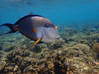 Sohal surgeonfish or sohal tang or arabian surgeonfish (Acanthurus sohal) undersea, Red Sea, Egypt, Sharm El Sheikh, Nabq Bay