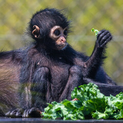 Baby Spider Monkey