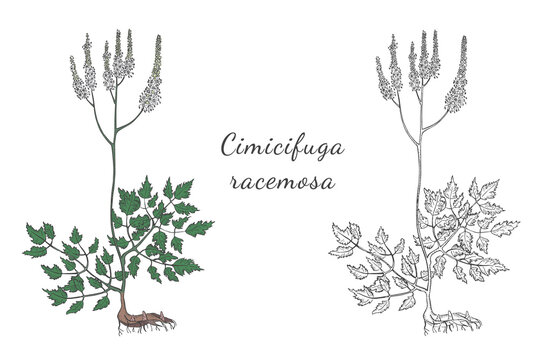 Two Hand Drawn Bushes of Actaea Racemosa