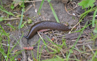 spanish slug in forest