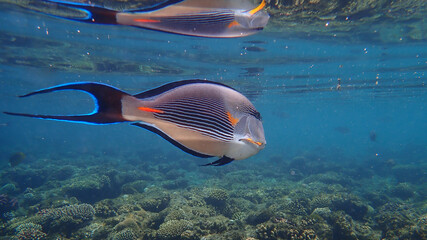 Sohal surgeonfish or sohal tang or arabian surgeonfish (Acanthurus sohal) undersea, Red Sea, Egypt, Sharm El Sheikh, Nabq Bay