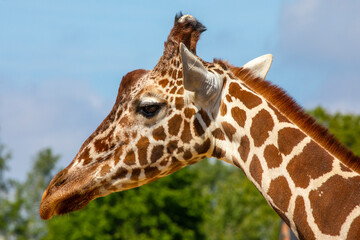 Fototapeta na wymiar Close-up of a Giraffe