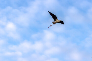 Obraz premium Ave volando con cielo azul 