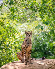 Cheetah