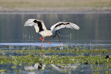 Black Necked Stork Bird Is Fishing In The Wetland