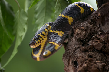 The gold-ringed cat snake coiled around a tree and ready to attack