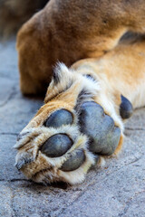 Close-up of a Lion Paw