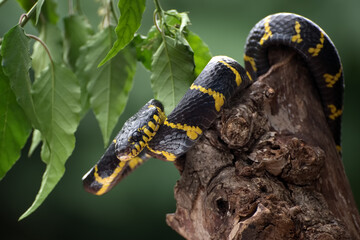 The gold-ringed cat snake coiled around a tree and ready to attack