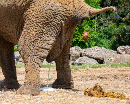 What Does Elephant Poop Look Like  