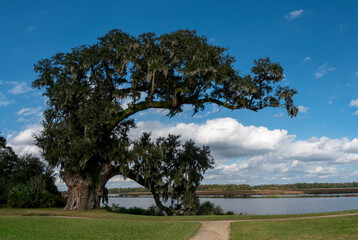 The massive Middleton Oak tree located in Charleston, South Carolina