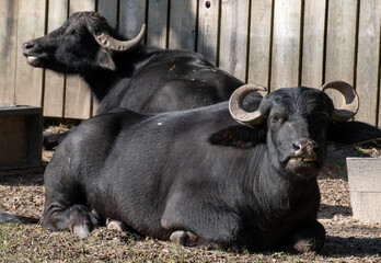 Two water buffalo sitting in the sun