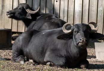 Fotobehang Buffel Two water buffalo sitting in the sun
