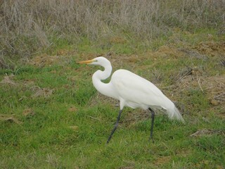 Fototapeta premium Beautiful white heron real bird