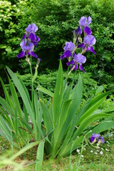 Irys  (Iris L.),  Kosaciec– rodzaj roślin należący do rodziny kosaćcowatych. Występują w stanie dzikim na półkuli północnej i jest ich ponad 200 gatunków. - obrazy, fototapety, plakaty