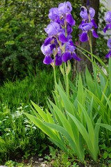 Irys  (Iris L.),  Kosaciec– rodzaj roślin należący do rodziny kosaćcowatych. Występują w stanie dzikim na półkuli północnej i jest ich ponad 200 gatunków. - obrazy, fototapety, plakaty