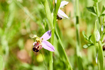 Close up of a bee orchid, Ophrys apifera