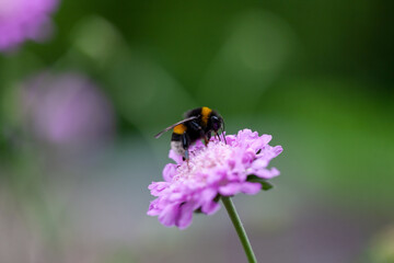 Hummel